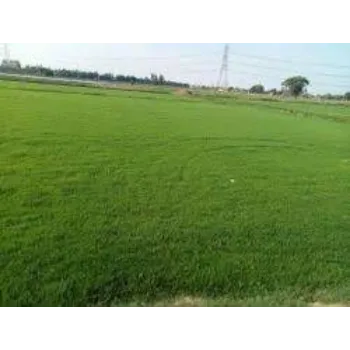 Natural Grass