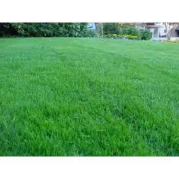 Fresh Natural Grass