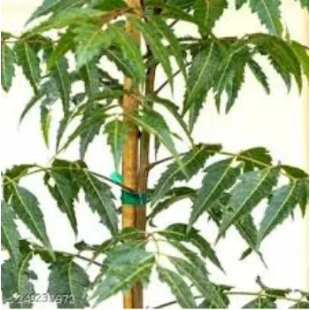 Green Neem Tree