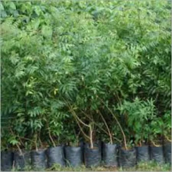 Neem Tree