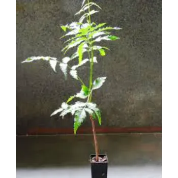 Natural  Neem Tree