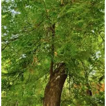 RAJESWARI NURSERY Neem Tree