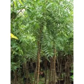 Green  Neem Tree