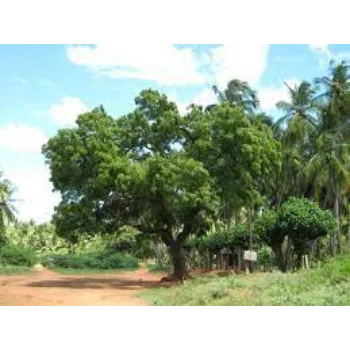 Natural  Neem Tree