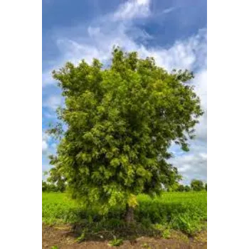 GREEN Neem Tree