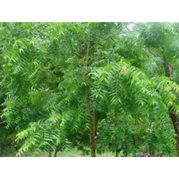  Neem Tree