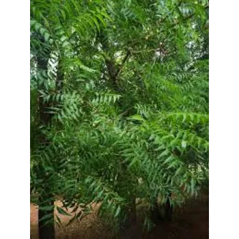 Natural Neem Tree