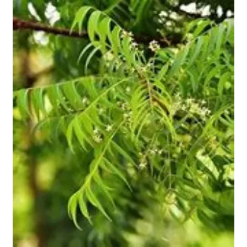 Neem Tree