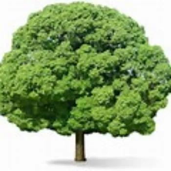 Neem Tree