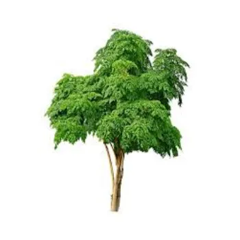 Natural Neem Tree
