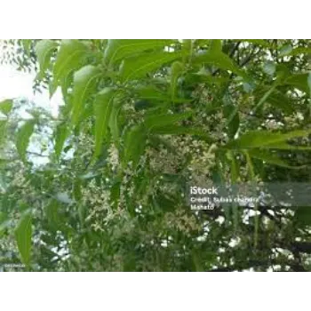 A.p. Flower Mart  Neem Tree