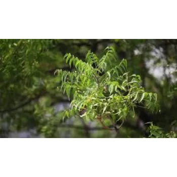 Natural Neem Tree