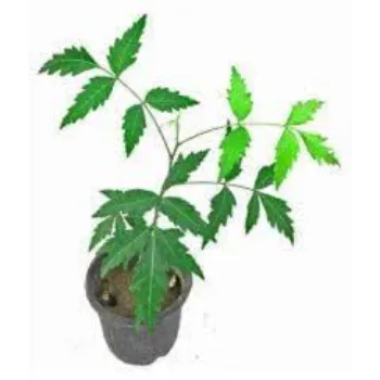Common  Neem Tree