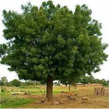 Natural Neem Tree