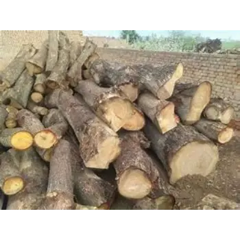 Polished Neem Wood