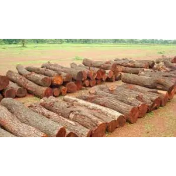 Shambhavi Neem Wood