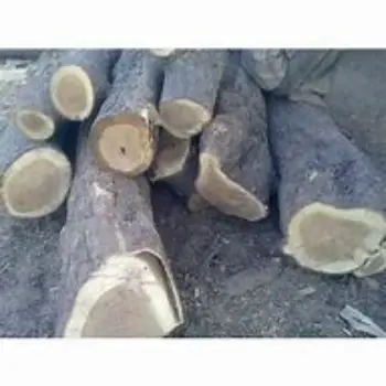 Polished Neem Wood