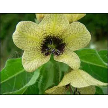 Natural Niger Seed