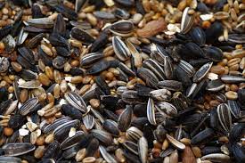 Niger seed