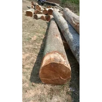 Plain Oak Wood