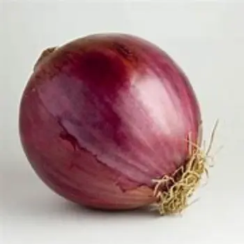 Onion