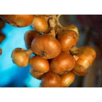Onion