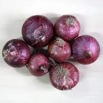Common Fresh Onion