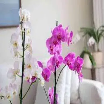 Orchids 2 Color Exporter