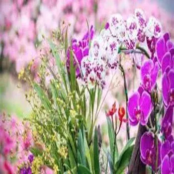 Orchids Flowers Mix Color Exporter