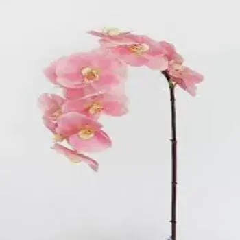 Orchids  Flowers Pink Color