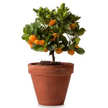 RAJESWARI NURSERY  Orange Plant