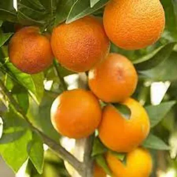  Organic Orange Plant