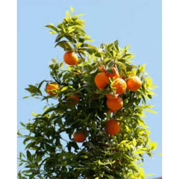 organic Orange Plant