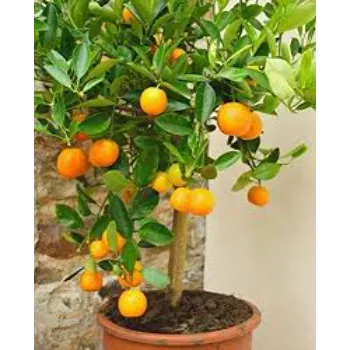 Natural Orange Plant