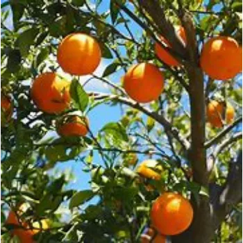 Orange Plant