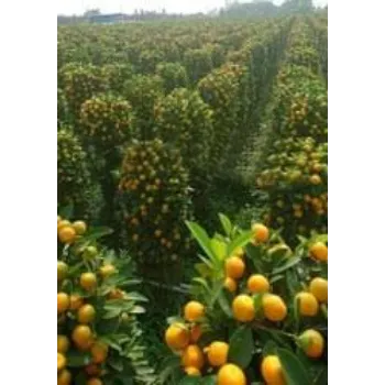 Natural Orange Plant