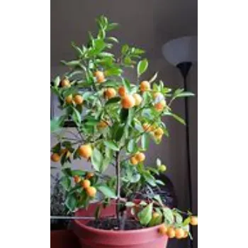 Organic Orange Plant