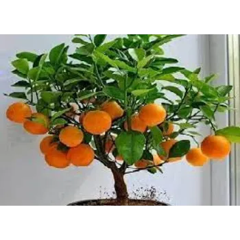 Organic Orange Plant