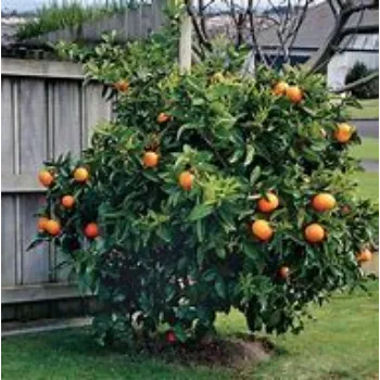 Orange Plant