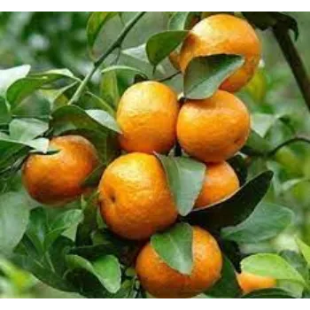 Common  Orange Plant