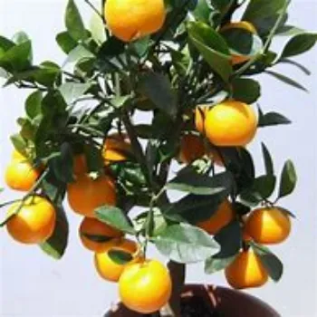 Orange Plant