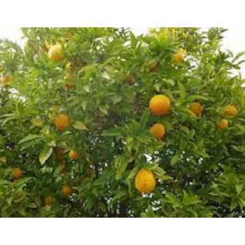 Natural Orange Plant
