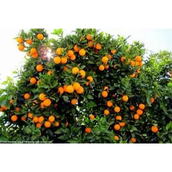 Natural  Orange Plant