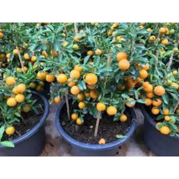 Natural Orange Plant