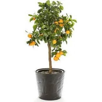 natural Orange Plant