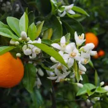  Organic Orange Plant