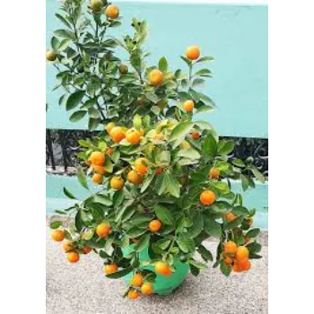 Natural  Orange Plant