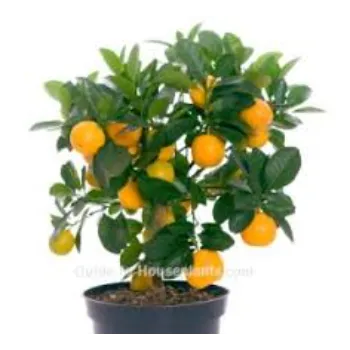 A Grade Orange Plant