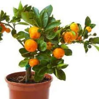 Organic Orange Plants