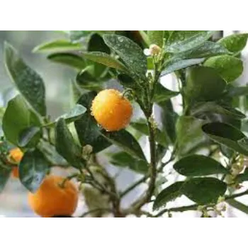 Organic Orange Plants
